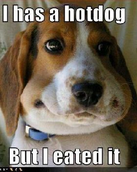 fc25595 wtf-funny-dog-pictures-i-has-a-hotdog-but-i-eated-