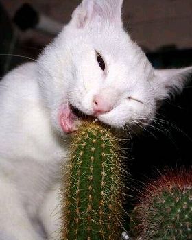 dumb cat