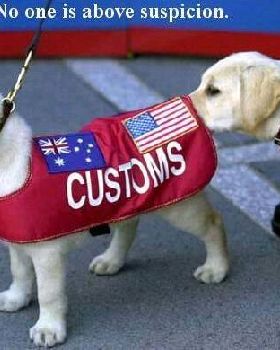 Customs dogs