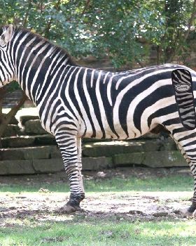 zebra copy