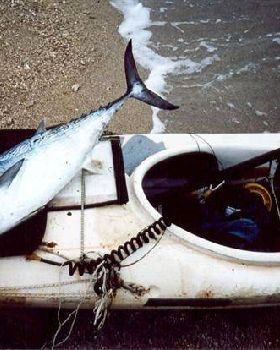 mack tuna2 (Small)