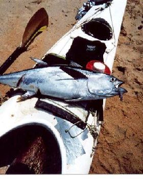 tuna with scar (Small)
