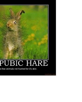 hare
