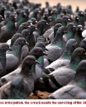 pigeons