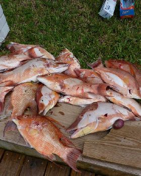 Hog fish speared with hawaiian sling and spear