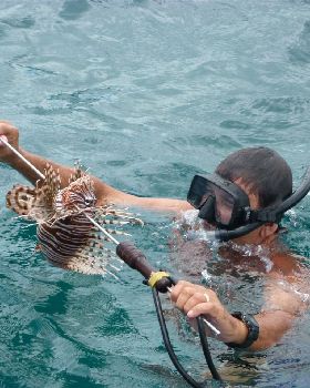 Lionfish on a spear courtesy, yours truly