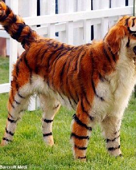 tiger dog