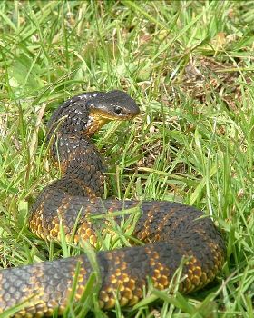 Snakes Alive!  Tiger tiger burning bright.