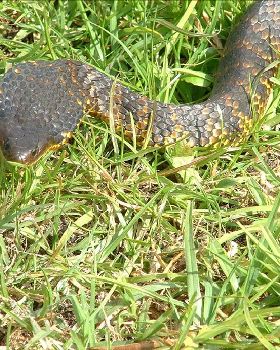 Snakes Alive!  Tiger tiger burning bright.