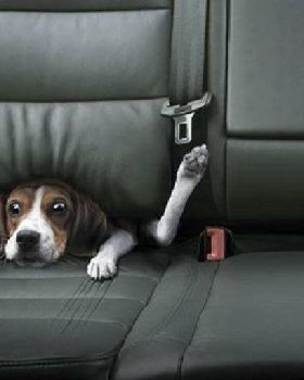 dog seat
