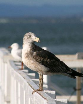 birds 010