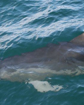 dolphins 27june2010 018