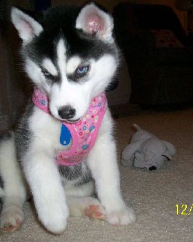 Evil Puppy for Doggie