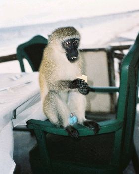 Blue balls %28photo of monkey by Peter Klashorst%29