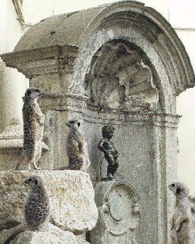 Meerkcats--6495[1]