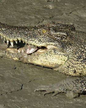 Estuarine Crocodile eating a salmon