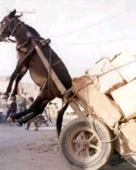OL-Donkey-Cart