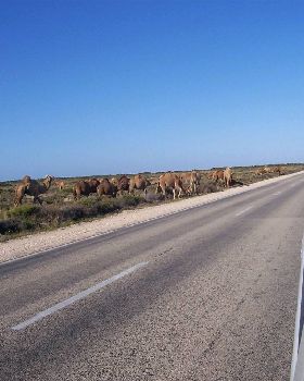 nullabor and coolgardie 109