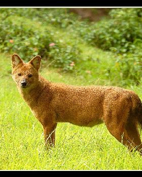 dhole