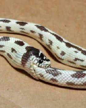 snake