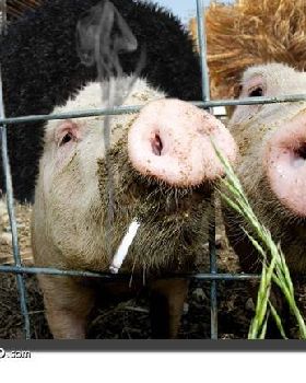 pigswithhairandsmokes