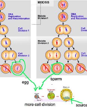 stem cells