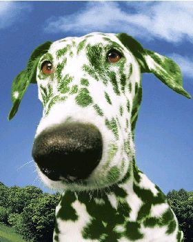 green%20dog