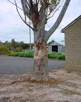 Galah ringbarks red gum 006