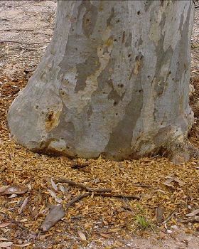 Galah ringbarks red gum 005