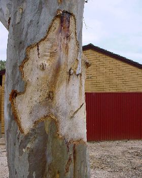 Galah ringbarks red gum 001