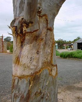 Galah ringbarks red gum 002
