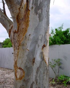 Galah ringbarks red gum 003