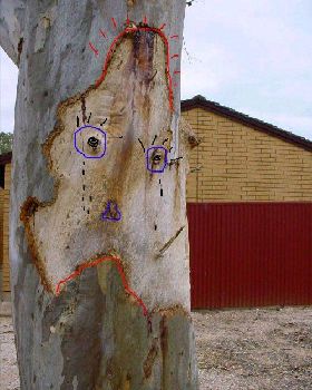 tree