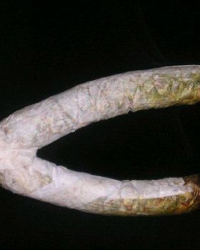 joint