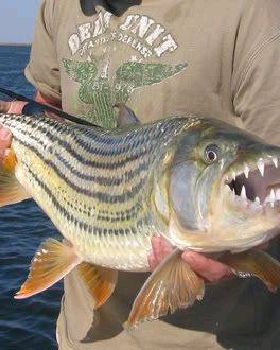 ZambeziTigerfish