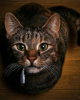 Mouse
