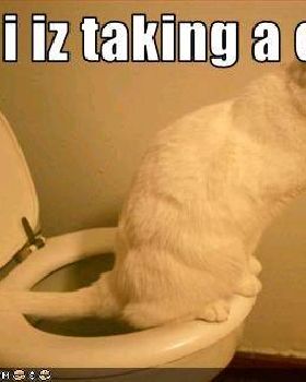 128823912254704980.jpgccrapping cat