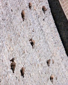 amazing goats