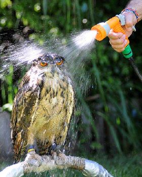 owl-shower