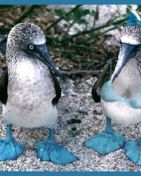 blue boobies