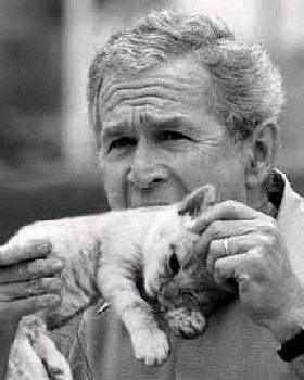 funny bush 04