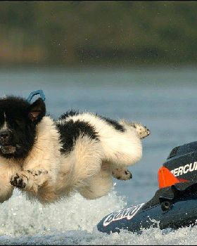newf landsear