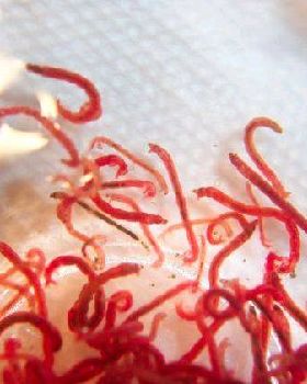 blood worms