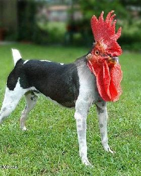 cockdog