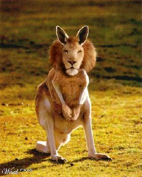 roolion