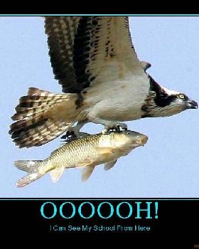 carp