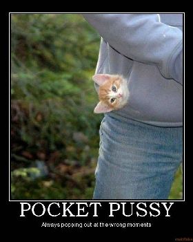 kitten