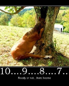 horse