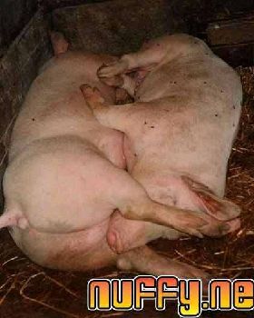 pigs69