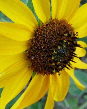tried out my new Lumix FZ40